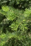 White Fir foliage detail