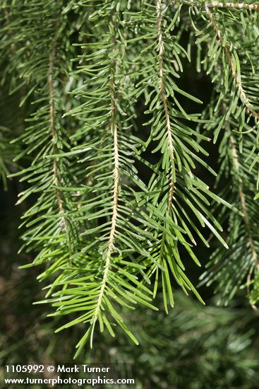 Abies concolor