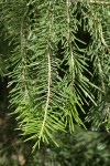 White Fir foliage detail