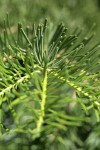 White Fir foliage detail