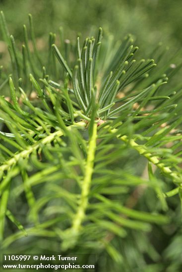 Abies concolor