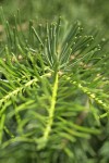 White Fir foliage detail