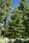 White Fir w/ Ponderosa Pines bkgnd