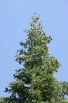 White Fir cones on upper branches