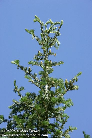 Abies concolor