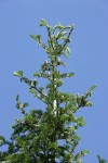 White Fir cones on upper branches