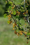 Golden Currant fruit & foliage