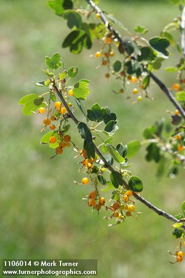 Ribes aureum