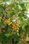 Golden Currant fruit & foliage