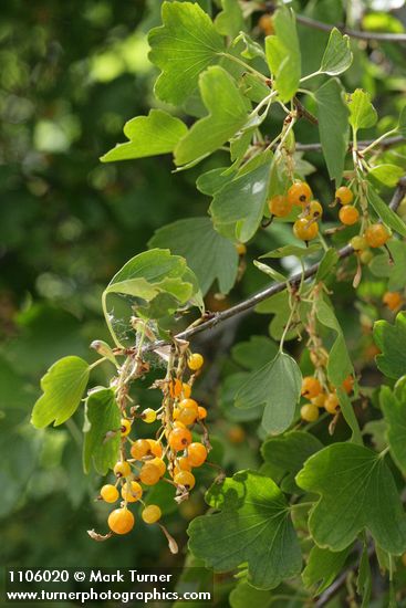 Ribes aureum