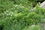 Purple-flowered Honeysuckle, Red Elderberry, Tall Bluebells