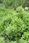 Purple-flowered Honeysuckle