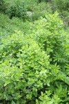 Purple-flowered Honeysuckle