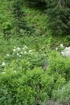 Purple-flowered Honeysuckle w/ Red Elderberry, Firs