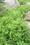 Purple-flowered Honeysuckle