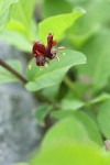 Purple-flowered Honeysuckle blossoms detail