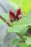 Purple-flowered Honeysuckle blossoms detail