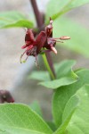 Purple-flowered Honeysuckle blossoms detail