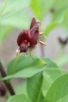 Purple-flowered Honeysuckle blossoms detail