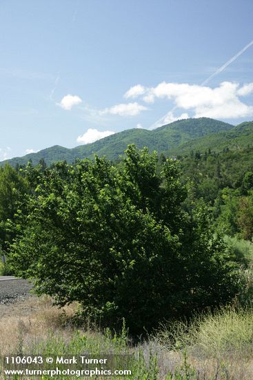 Ulmus procera