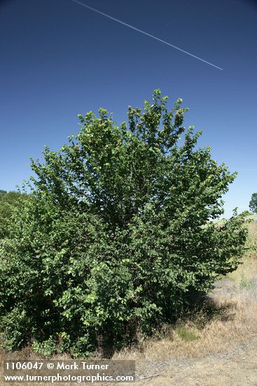 Ulmus procera