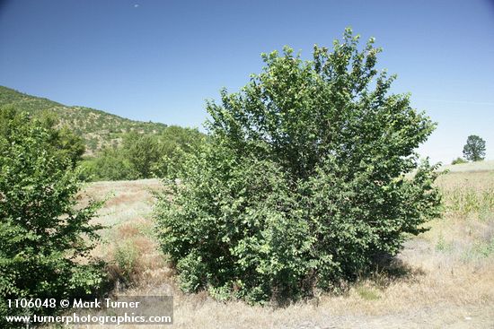 Ulmus procera