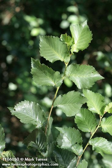 Ulmus procera