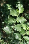 English Elm foliage