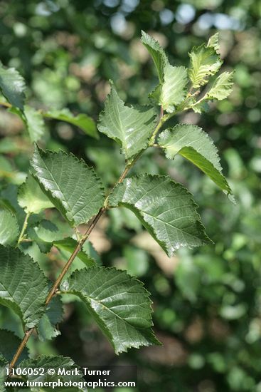 Ulmus procera