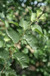 English Elm foliage