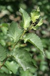 English Elm foliage