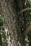 English Elm bark