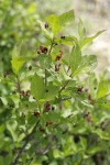 Purple-flowered Honeysuckle blossoms & foliage