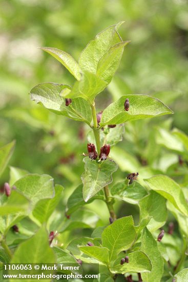 Lonicera conjugialis