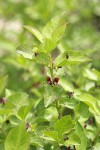 Purple-flowered Honeysuckle blossoms & foliage