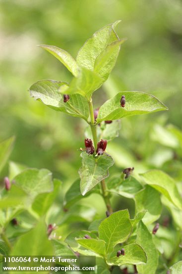 Lonicera conjugialis