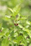 Purple-flowered Honeysuckle blossoms & foliage