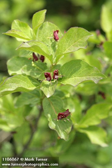 Lonicera conjugialis
