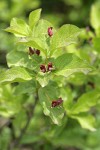 Purple-flowered Honeysuckle blossoms & foliage