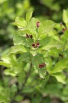 Purple-flowered Honeysuckle blossoms & foliage