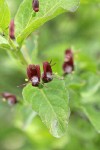 Purple-flowered Honeysuckle blossoms & foliage detail