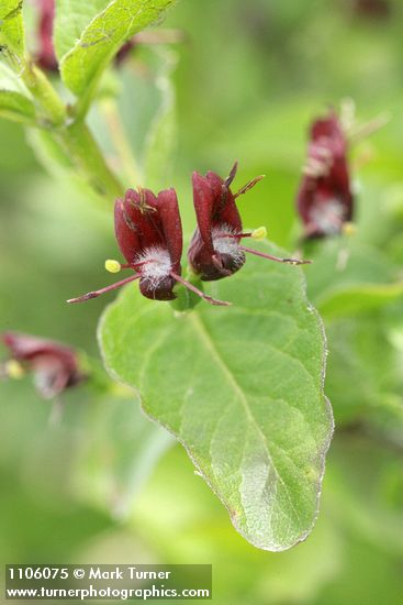 Lonicera conjugialis