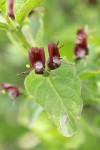 Purple-flowered Honeysuckle blossoms & foliage detail