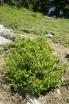 Purple-flowered Honeysuckle