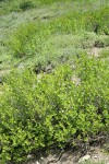 Purple-flowered Honeysuckle