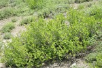 Purple-flowered Honeysuckle