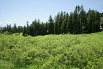 Mountain Willow w/ Shasta Red Firs & Subalpine Firs bkgnd