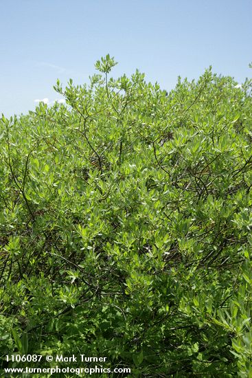 Salix eastwoodiae