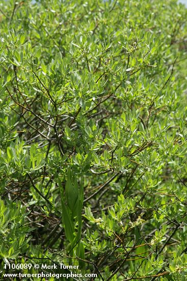 Salix eastwoodiae