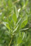 Mountain Willow foliage detail